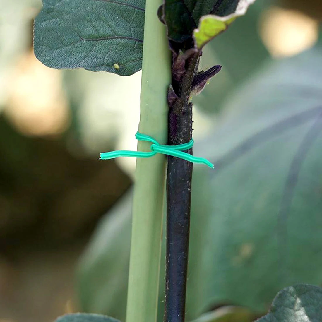 Plastic Twist Tie Wire Spool With Cutter For Garden Yard Plant 50m (Green) - Happy Price - Image 4