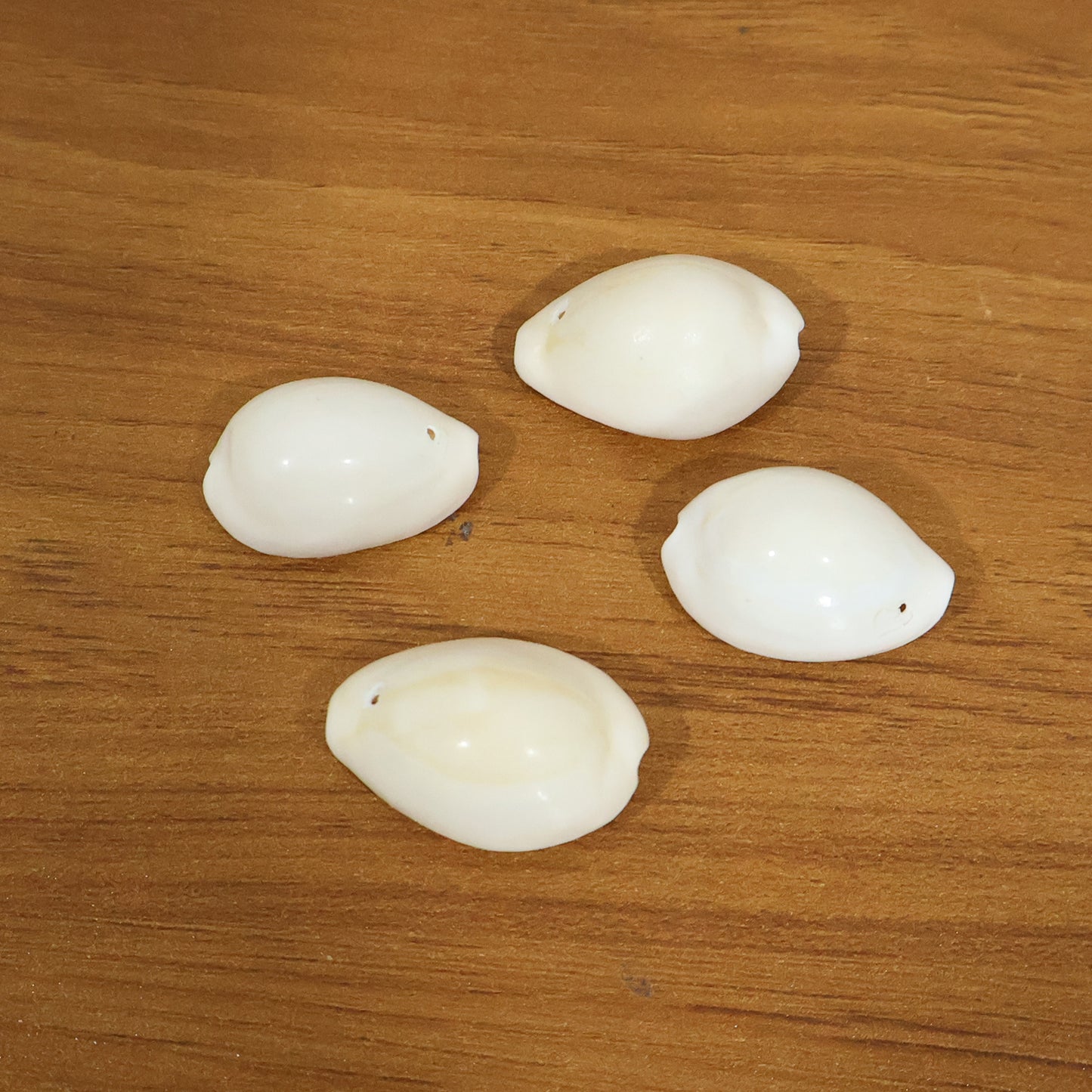 Natural Kaudi Cowrie Shells (4 Pc Mix Size)