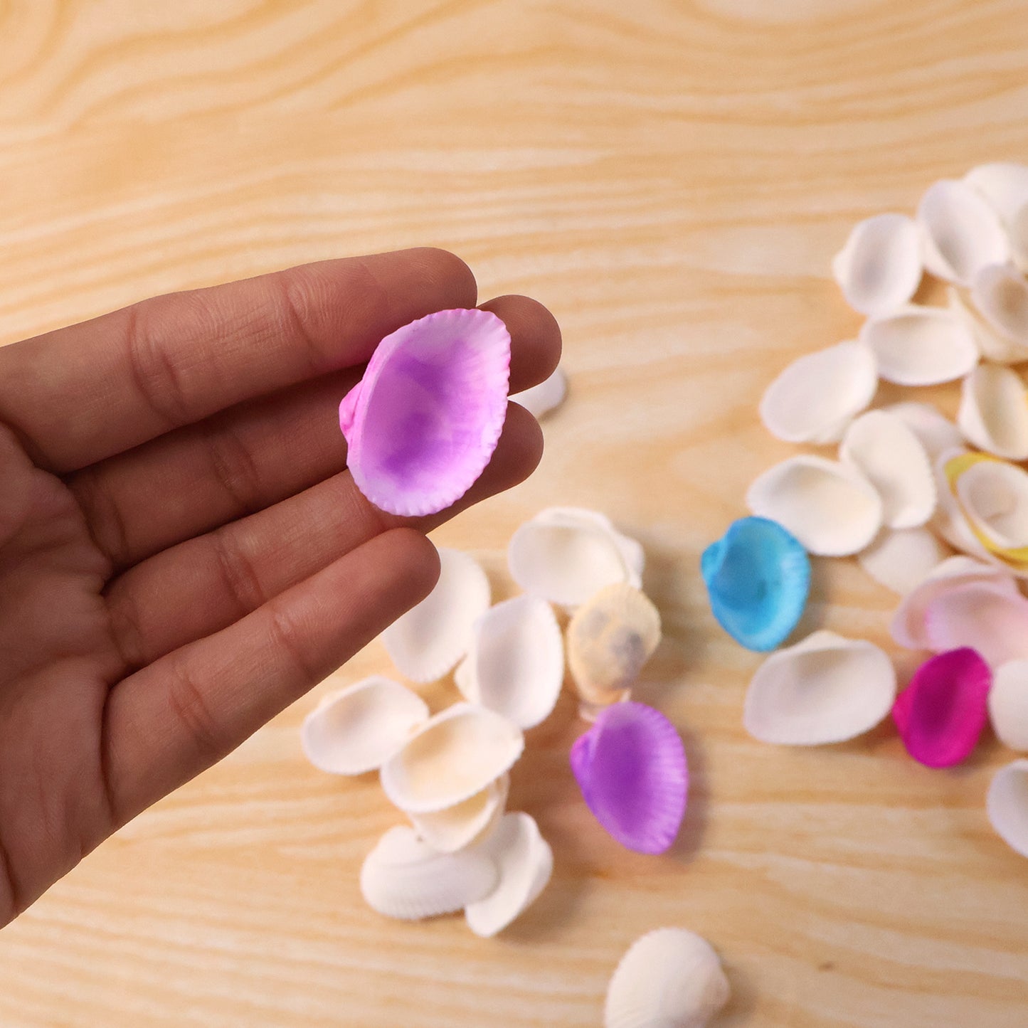Natural Seashells Decor Set for Crafts & Home Styling (1 Set) - Happy Price - Image 6