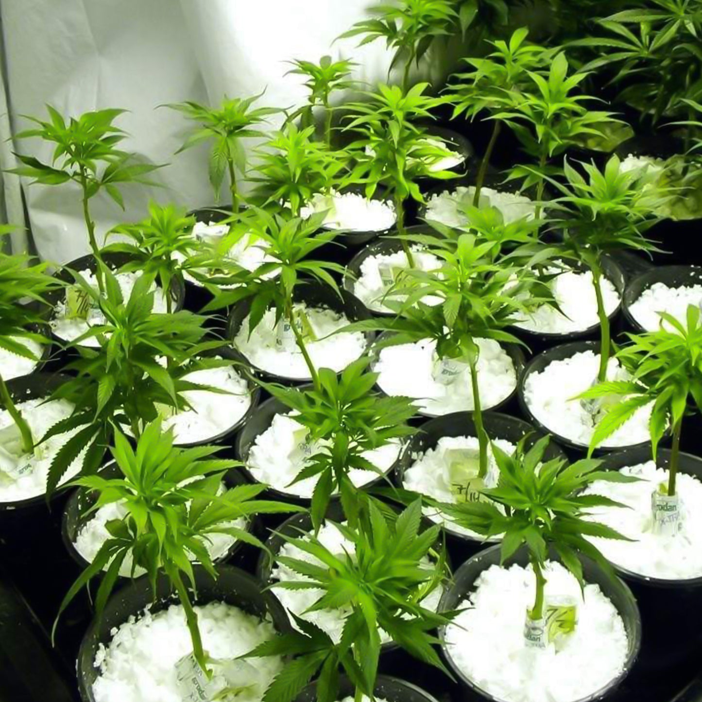 Paradise Perlite For Hydroponics Amp Horticulture Terrace Gardening Soil Conditioner (250 Gm) - Happy Price - Image 4