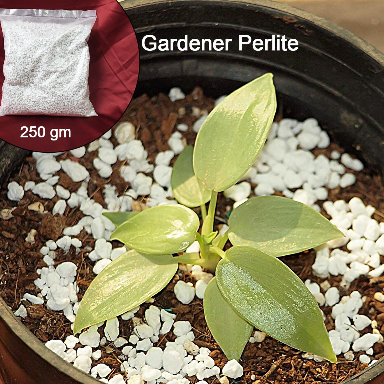 Paradise Perlite For Hydroponics Amp Horticulture Terrace Gardening Soil Conditioner (250 Gm) - Happy Price - Image 1