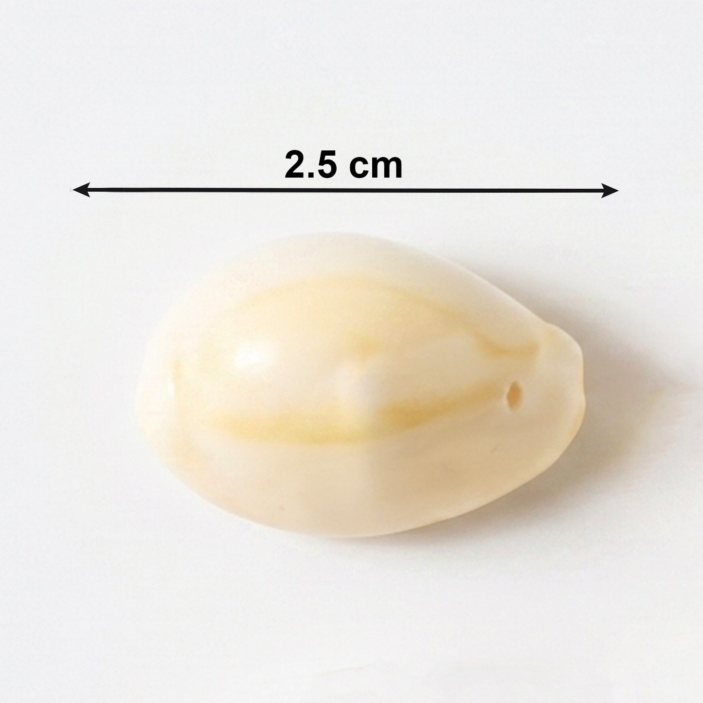 Natural Kaudi Cowrie Shells (4 Pc Mix Size)