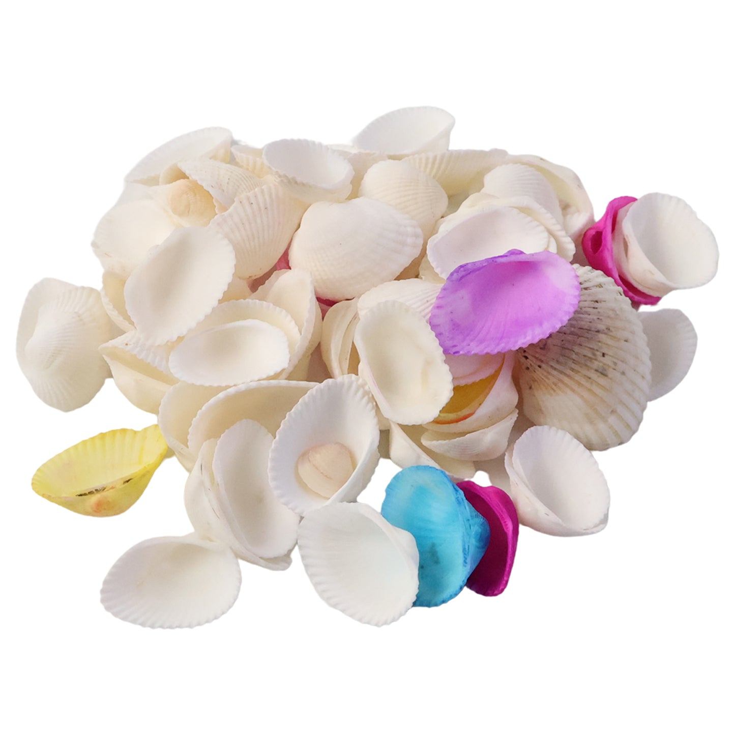 Natural Seashells Decor Set for Crafts & Home Styling (1 Set) - Happy Price - Image 2
