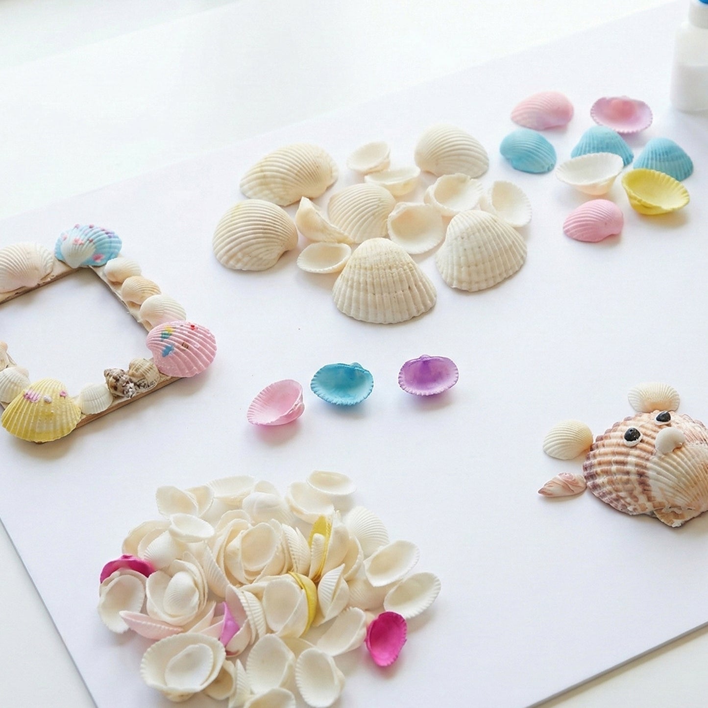 Natural Seashells Decor Set for Crafts & Home Styling (1 Set) - Happy Price - Image 5